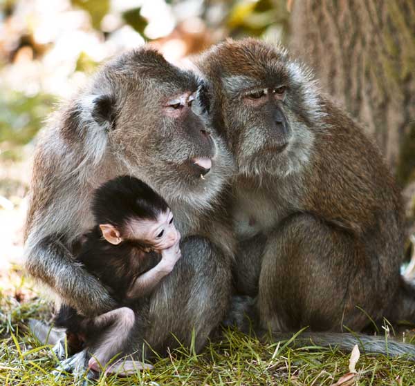 Deine Mutter ist ein Affe, Foto: kwasibanane